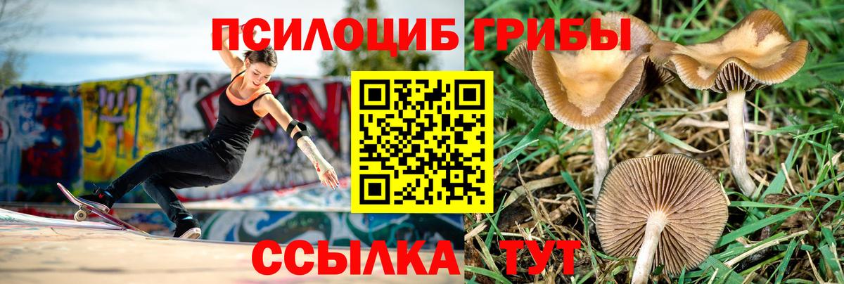 Псилоцибиновые грибы Psilocybe  где можно купить   Псилоцибиновые грибы Psilocybine cubensis  Кашира  Вход с VPN 